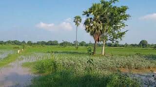 Residential plots bihta area 10 Bigha Rate 7 lakh per kattha bihta Jehanabad Main Road front 200FEET