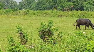 Residential Plot for Sale Near Shivala, Cheap Plot In Patna 500000 Per Kattha